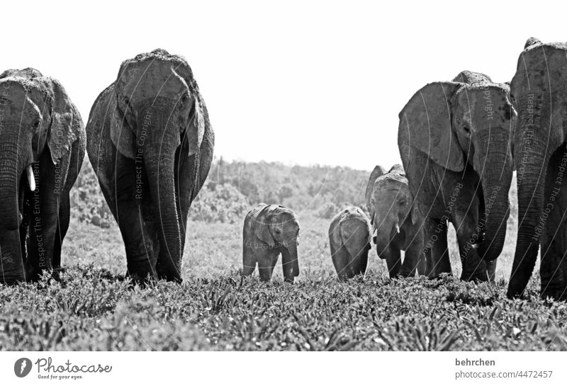 grau in grau | ob klein oder groß Tierporträt Menschenleer Außenaufnahme Schwarzweißfoto stark wild Tierjunges niedlich Fernweh außergewöhnlich Herde Rüssel