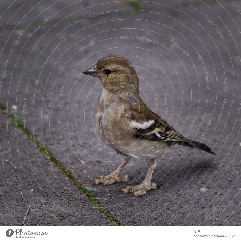 Spezielles Vögelchen Vogel Tier Stein Kontrastarm Wildvogel Vernarbt Mitleid Aufmerksam Wildtier Steinboden Nahaufname klein Vogelfüße Natur Tierportrait