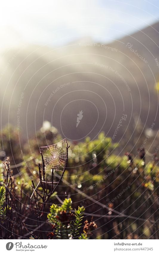 Spider Umwelt Natur Landschaft Pflanze Tier Sonne Sonnenlicht Sommer Sträucher Wald Urwald Spinne Gefühle Spinnennetz Tau Farbfoto Außenaufnahme Menschenleer