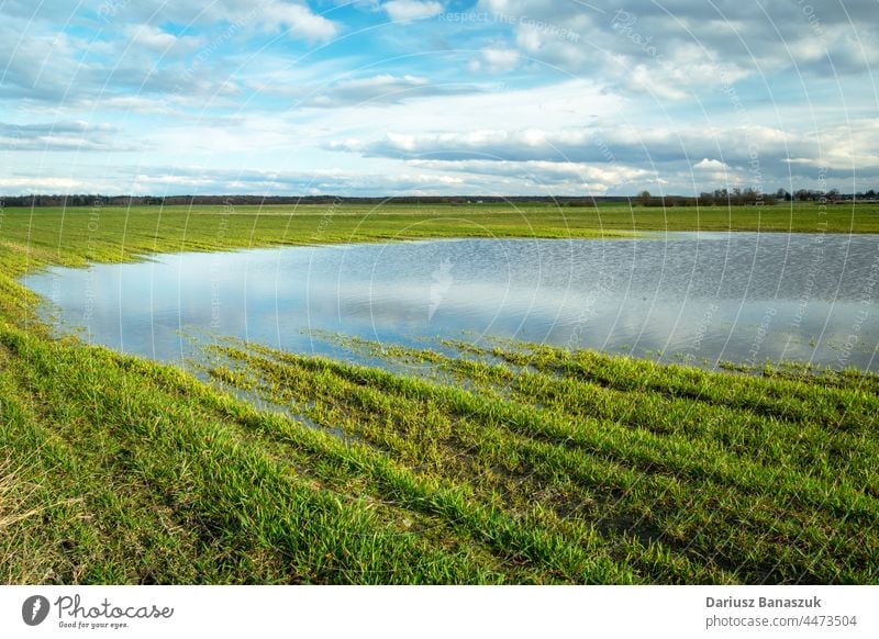 Wasserpfütze nach Regen auf grünem Ackerland Feld Natur Ackerbau Landschaft ländlich Gras Bauernhof im Freien nass Pfütze Himmel Pflanze Frühling Wiese