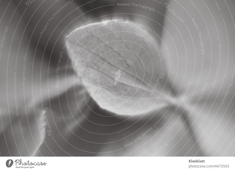 #111 - schwarzweiß Makroaufnahme eines Hortensienblattes - unscharfer Hintergrund Schwarzweißfoto Blütenblatt textfreiraum Unschärfe Schwache Tiefenschärfe