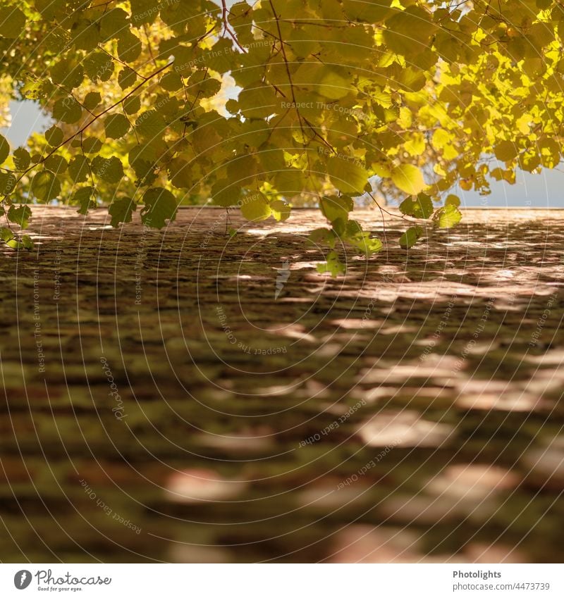 Blätter eines Baumes in herbstlicher Färbung berühren eine hohe Backsteinwand Herbst Hauswand Himmel blau herbstliche Färbung gelb grün Äste Natur Blatt Pflanze