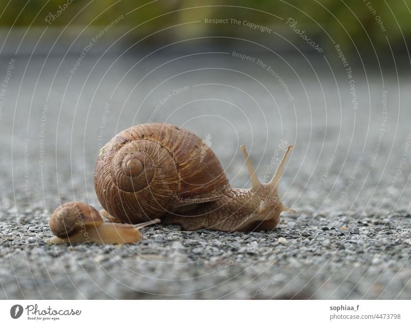 große Mutter Schnecke und kleines Kind Schnecke auf Road Trip Riesenglanzschnecke Baby folgen Weg wenig zwei Pflege Erwachsener Eltern langsam Familie