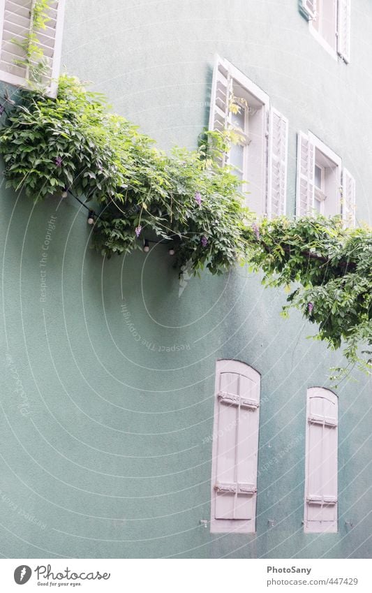 hübsches Häuschen in Freiburg Haus Gebäude Fenster blau türkis weiß Zufriedenheit Farbe Wand Fensterladen Autofenster Farbfoto Außenaufnahme Textfreiraum links