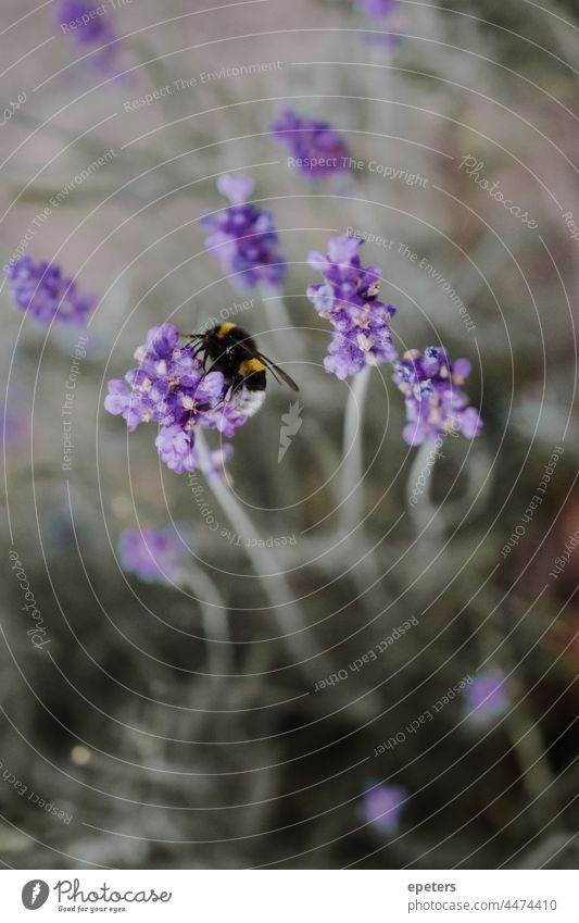 Nahaufnahme einer Hummel, die auf einer lila Blume sitzt, mit unscharfem grünem Hintergrund verschwommener Hintergrund Erhaltung niedlich Umwelt Umweltschutz