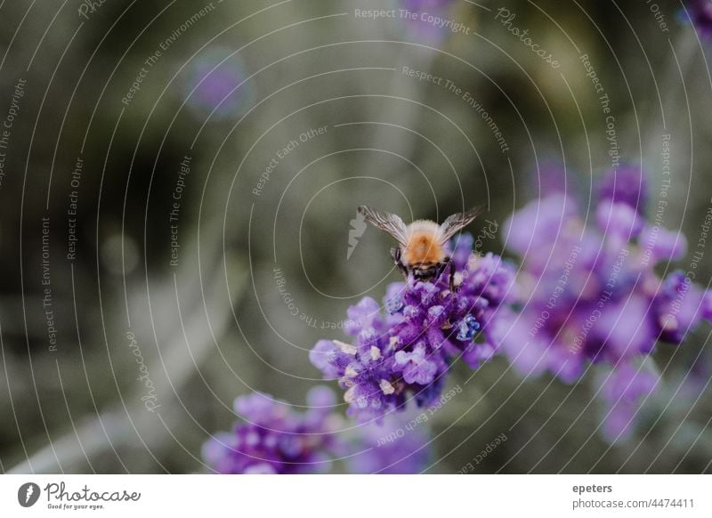 Nahaufnahme einer Hummel, die auf einer lila Blume sitzt, mit unscharfem grünem Hintergrund verschwommener Hintergrund Erhaltung niedlich Umwelt Umweltschutz