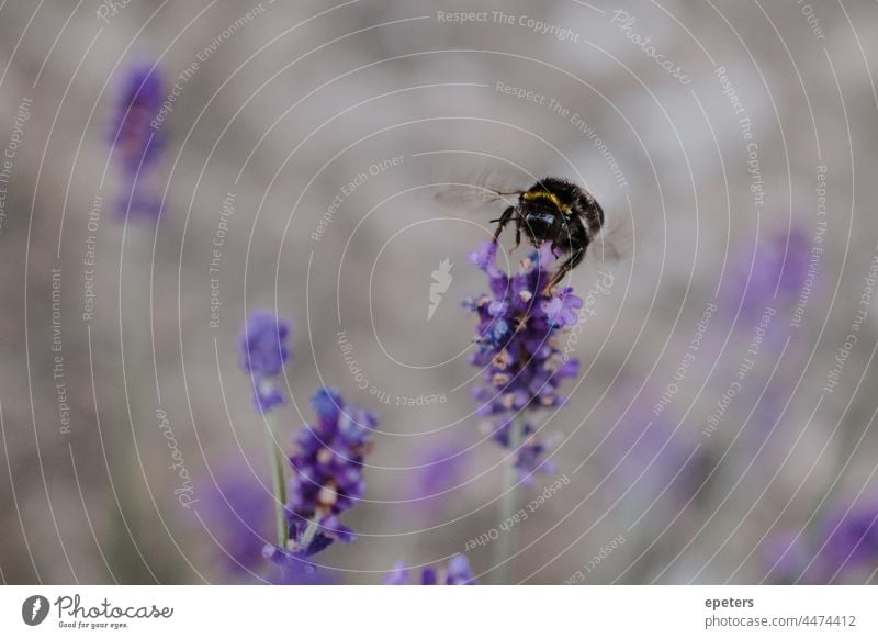 Nahaufnahme einer Hummel, die auf einer lila Blume sitzt, mit unscharfem grünem Hintergrund verschwommener Hintergrund Erhaltung niedlich Umwelt Umweltschutz