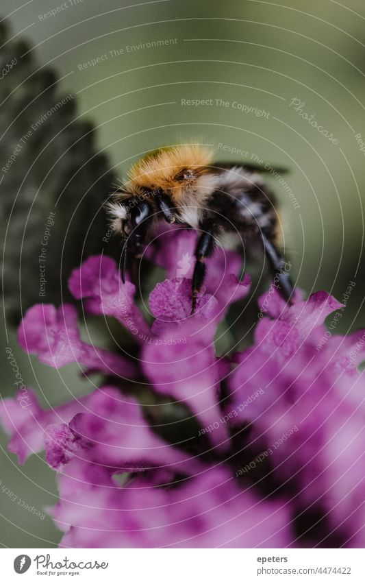 Nahaufnahme einer Hummel, die auf einer lila Blume sitzt, mit unscharfem grünem Hintergrund verschwommener Hintergrund Erhaltung niedlich Umwelt Umweltschutz