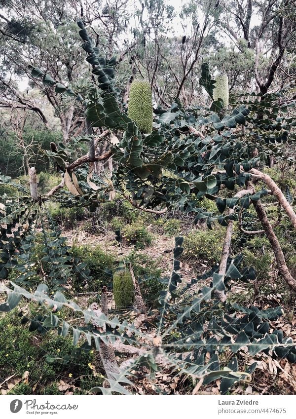 Naturschutzgebiet, Westaustralien Wilder Wald einheimische Pflanzen heimatlich Australien West Australien einheimische Wildpflanzen Blühend grün