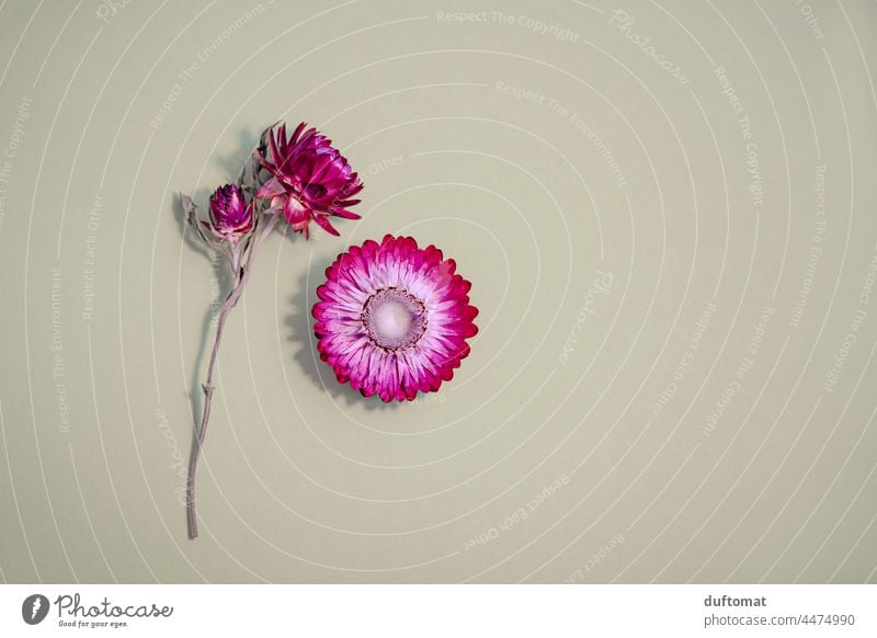 Pinkfarbene Strohblume auf beigem Untergrund, Flatlay Blume layflat Blüte trocken Pflanze Natur Hintergrund neutral Hintergrundbild Dekoration & Verzierung rosa