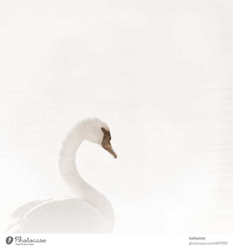 Whiteout Natur Luft Wasser Schönes Wetter See Tier Schwan 1 ästhetisch außergewöhnlich weiß Anmut Nebelschleier hell Licht lichtvoll Lichteinfall Schnabel schön