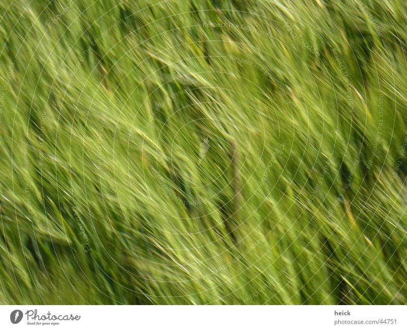 running corn Aussaat Feld Weizen grün Unschärfe Ähren Weizenähre Frühling Sommer Getreide Korn Natur