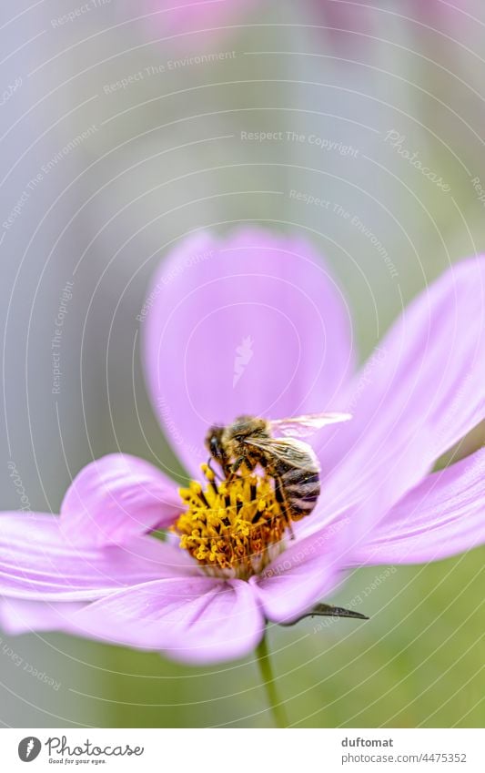 Makroaufnahme einer Biene auf einer rosa Blume, Schmuckkorb sorgsam Blüte Schmuckkörbchen Pflanze Blühend Natur Nahaufnahme Flügel Insekt hübsch Außenaufnahme