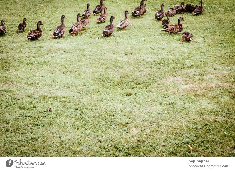 Im Entenmarsch aus dem Bild laufen Entenvögel entenmarsch Entenfamilie Entengang Vogel Tier Tiergruppe Tierfamilie Wildtier tiere marschieren Natur Farbfoto