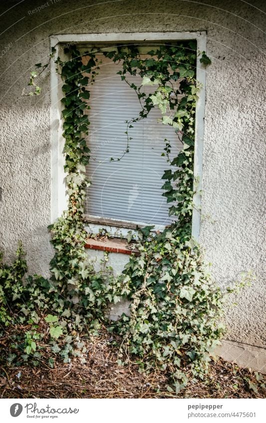 altes, verlassenes Haus mit Efeu bewachsenen Fensterrolladen altes haus Efeublatt Efeublätter efeuranke Efeuranken Rolladen Fensterladen Fensterbrett