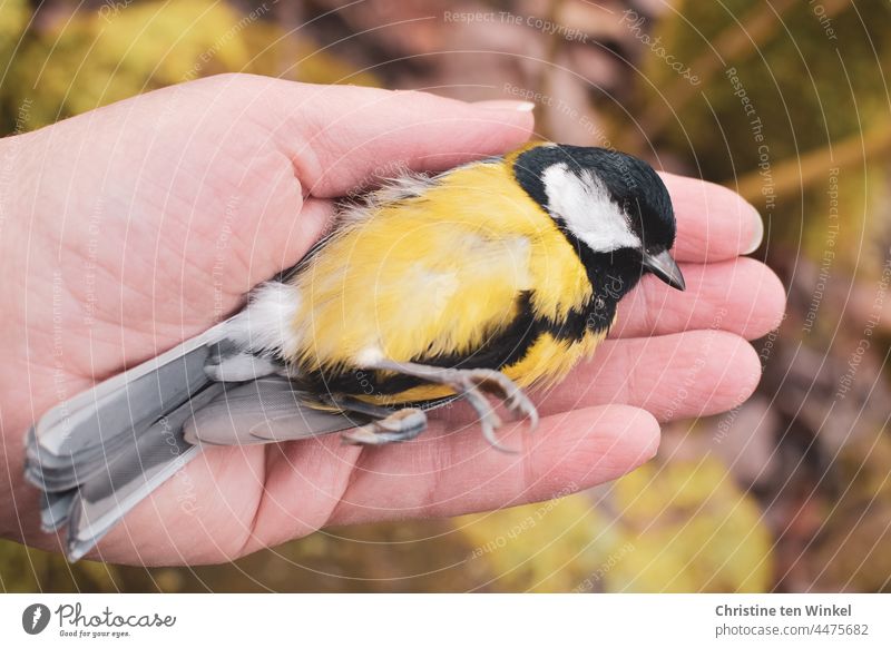 Die kleine tote Kohlmeise liegt auf der Handfläche als schliefe sie nur toter Vogel totes Tier Tod Vergänglichkeit Traurigkeit Trauer weich Federn Schnabel gelb