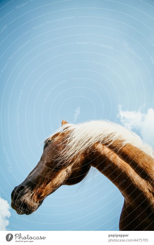 Pferdekopf von unten fotografiert Tier Tierporträt tierportrait Tierportait Außenaufnahme Mähne Farbfoto Tiergesicht Ponys Island Wildtier Island Ponys wild