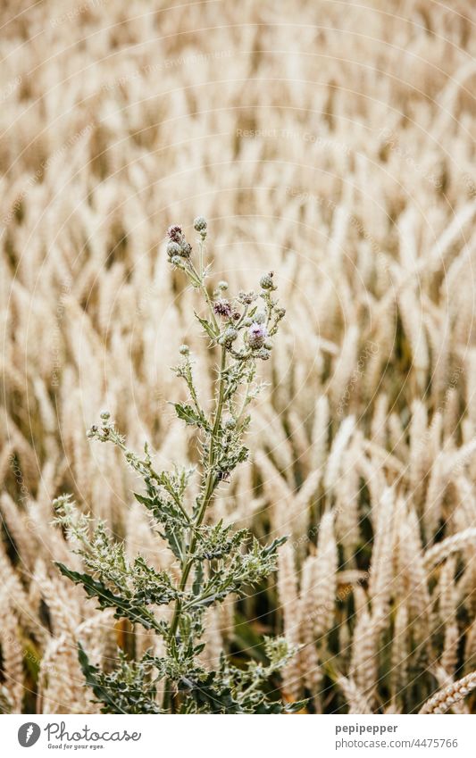 Distel in einem Kornfeld Distelblüte Getreide Getreidefeld Getreideernte Ernte Erntedankfest Landwirtschaft Feld Ähren Nutzpflanze Ackerbau Ernährung