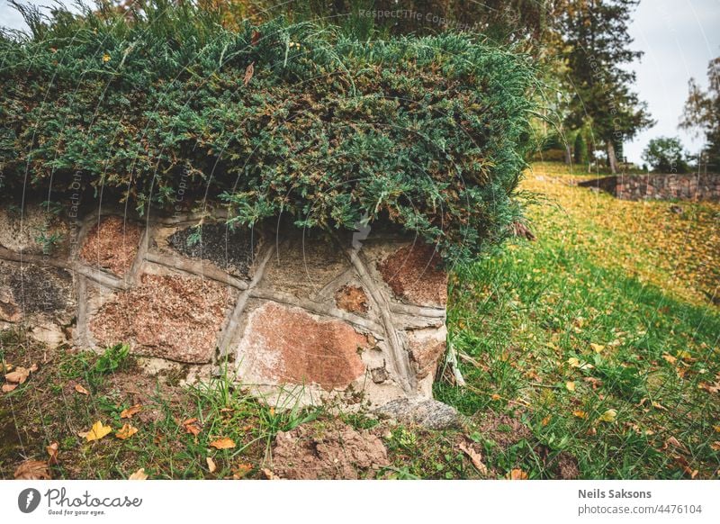 Granitsteinmauer mit Wacholdersträuchern auf einem lettischen Landfriedhof Verlassen antik Architektur Herbst Hintergrund schön blau Gebäude Farbe Landschaft