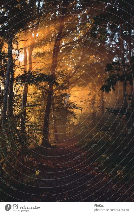 Sonnenstrahlen im Wald Sonnenaufgang Bäume Nebel Licht Sonnenlicht Natur Umwelt Landschaft Weg Pfad Waldweg Baum wandern Außenaufnahme Menschenleer grün Pflanze