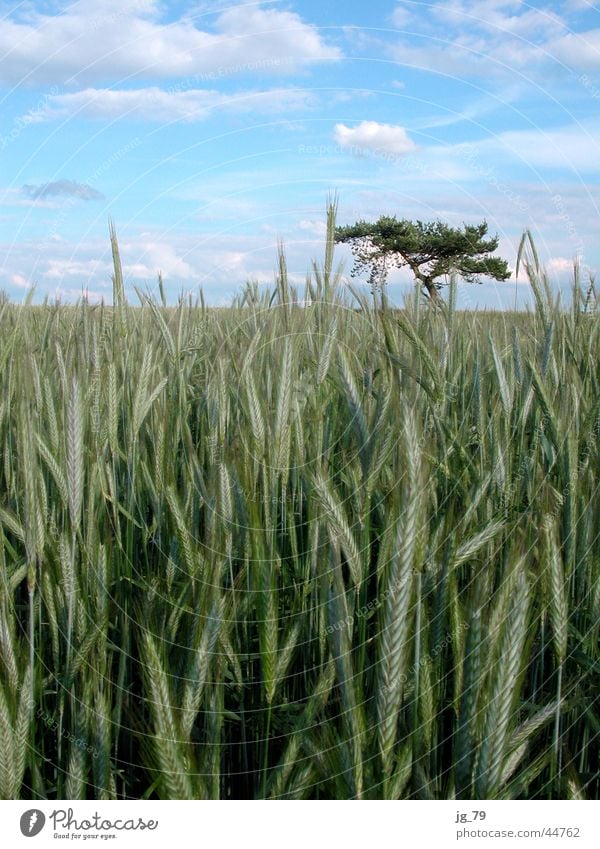 Feldbusch?! Baum Sträucher Wiese Sommer Wolken Einsamkeit verloren Stimmung Korn Himmel Makroaufnahme