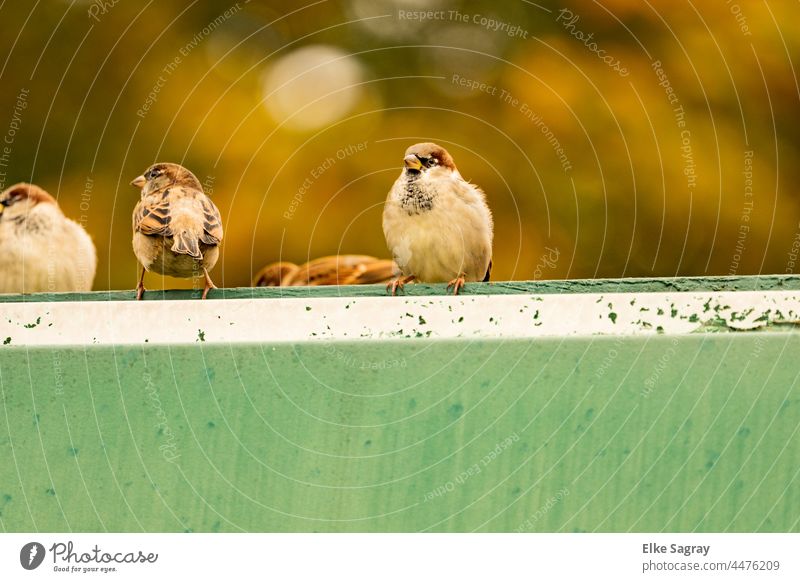 Spatzen auf dem Dach.... #spatzen Außenaufnahme Vögel Tiergruppe Menschenleer Umwelt Farbfoto Natur fliegen frei natürlich