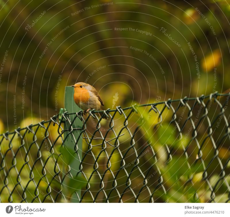 Rotkehlchen träumend im Abendlicht Außenaufnahme Farbfoto Menschenleer Wildtier Schwache Tiefenschärfe Tierporträt niedlich klein Ganzkörperaufnahme Vogel Blick