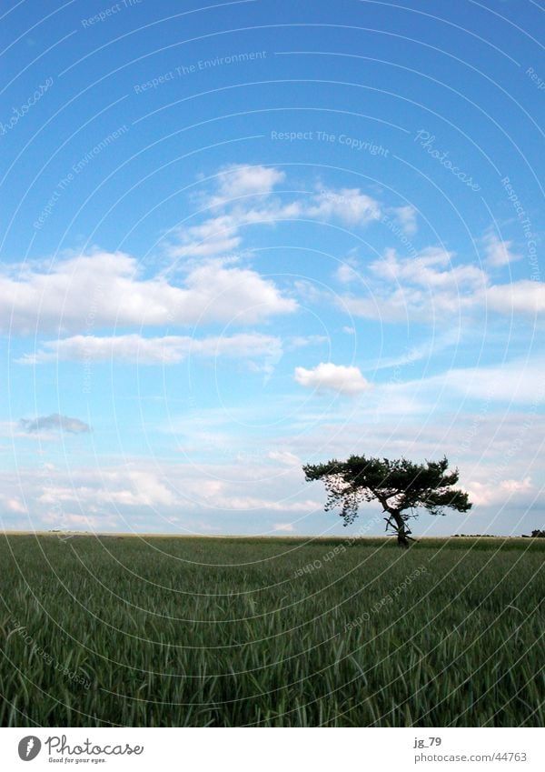 blue sky passes bye Wolken Himmel Baum Feld Kornfeld Einsamkeit Sommer Clouds Sky ruhig Wetter