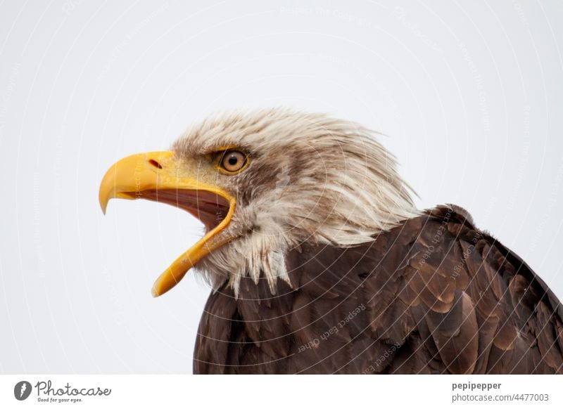 Weißkopfseeadler Weisskopfseeadler Adler Adleraugen adlerauge Vogel Tier Schnabel Tierporträt Tiergesicht Außenaufnahme Wildtier Greifvogel Stolz Feder braun