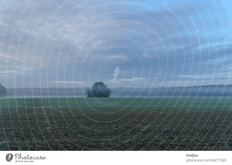 Bäume auf einem Feld in der Morgen Dämmerung mit etwas Nebel Morgendämmerung Morgennebel Himmel Wolken blau Baum Sonnenaufgang Natur Wiese Landschaft Licht