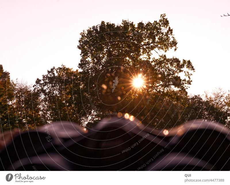 Guck mal, ein Sonnenstern Fernglas Wald Baum Natur kontrastreich Ferne Blick orange gelb Bokeh Perspektive Herbst Sonnenlicht Außenaufnahme Morgendämmerung