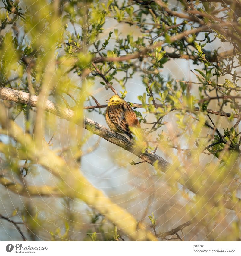 Goldammer Darß Vogel Tier Außenaufnahme Natur Singvogel Ostsee sitzend