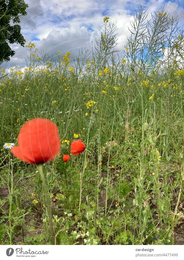 Auf dem Feld Landwirtschaft Ackerbau Nutzpflanze Landschaft Ernährung