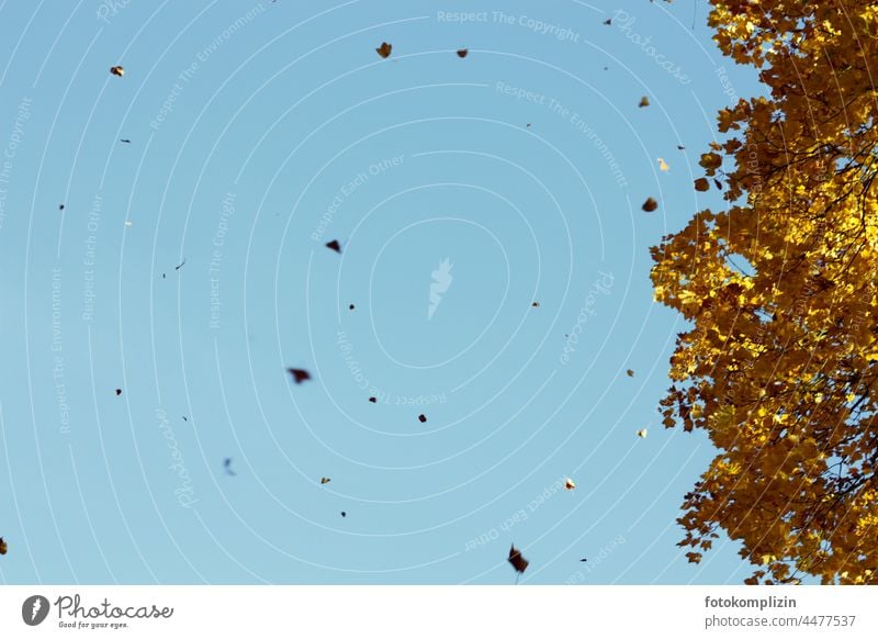 Herbstwind Blätter fliegen fliegend Herbstblätter Wind stürmisch Sturm Herbstlaub Blatt Baum Herbstfärbung Herbstbeginn herbstlich Herbstwetter Jahreszeiten