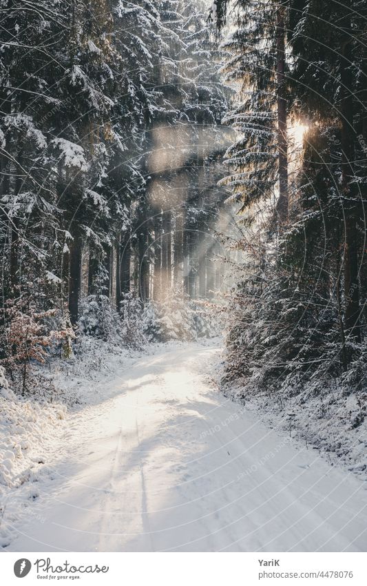 Winterlicht winter winterurlaub winterstimmung weg schnee schneebedeckt schneeweiß winterwald wintersonne sonnenstrahlen kalt natur wintertag winterzeit