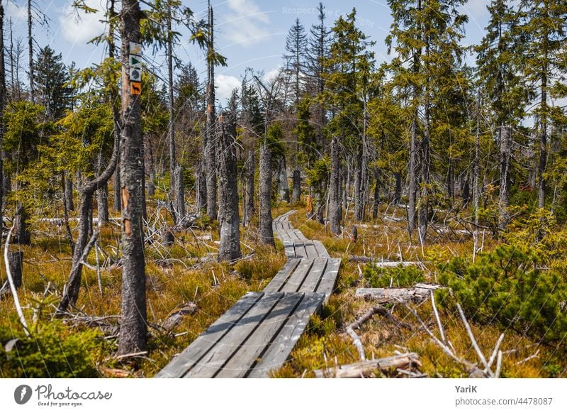 Bitte auf dem Weg bleiben weg steg naturschutzgebiet moor moos bayerischer wald bayern wandern wandergebiet waldsterben borkenkäfer fichten gras braun herbst