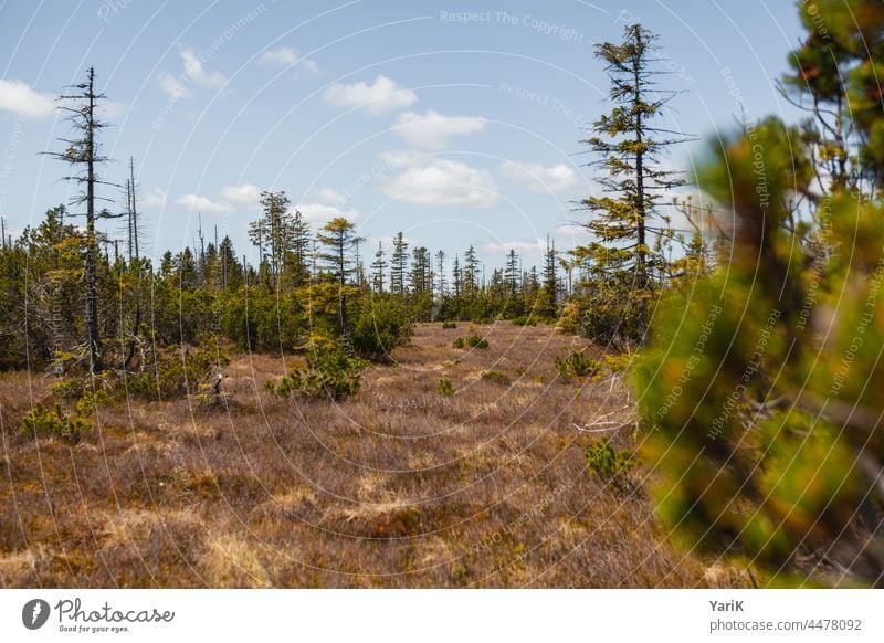 Latschenwald Latschenkiefer gras gräser moor nationalpark naturschutz naturschutzgebiet bäume äste zweige gebüsch gestrüpp bayerischer wald bayern borkenkäfer