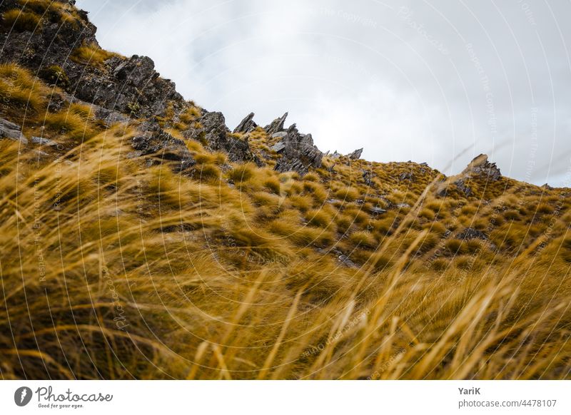 Grasland Neuseeland Panorama (Aussicht) Totale Tag Textfreiraum unten Textfreiraum oben Menschenleer Gedeckte Farben Farbfoto Aktivurlaub Außenaufnahme