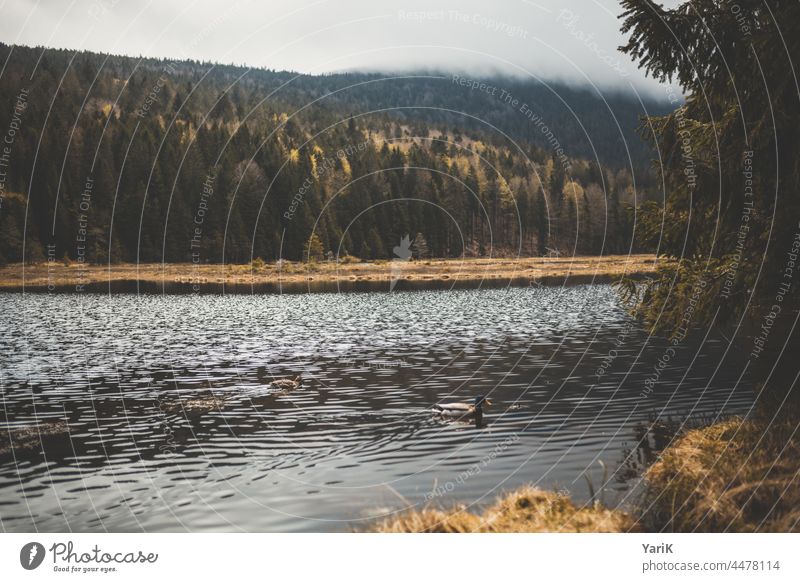 Herbstlicher Bayerwald See Arber Arbersee herbstlich moody Ente Herbstwald Wasser Moos Wolken wolkig Bayerischer Wald Bayern Herbstmorgen herbsttag ruhig leer