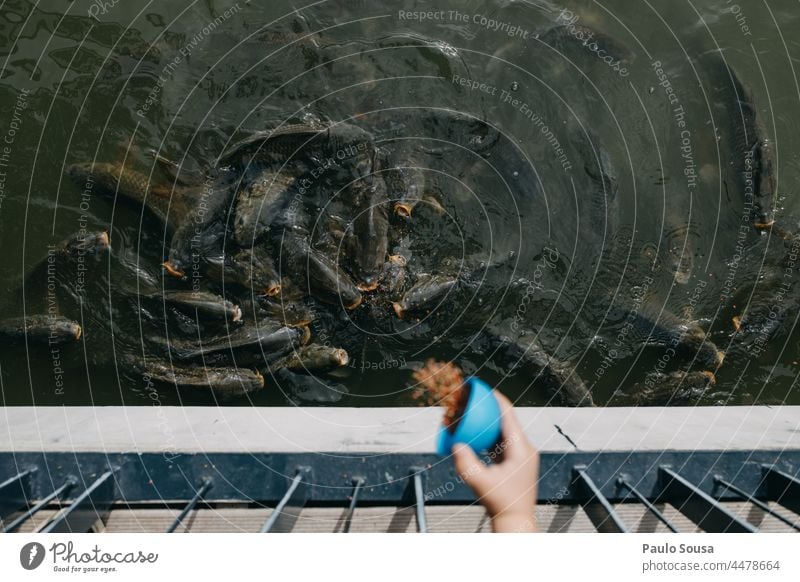 Kind füttert Fische Hand Nahaufnahme füttern Fischen Farbfoto Tier fangen Vogelperspektive Wasser Freizeit & Hobby Tierporträt Natur Tag Außenaufnahme frisch