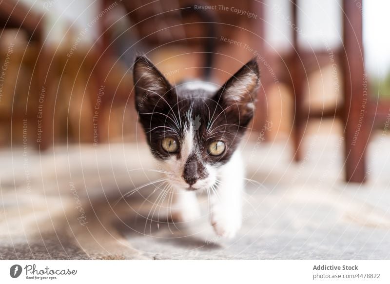 Liebenswertes Kätzchen mit grünen Augen auf der Veranda Katzenbaby Maul Tier katzenhaft Haustier Raubtier Säugetier Absicht Starrer Blick Porträt Fell