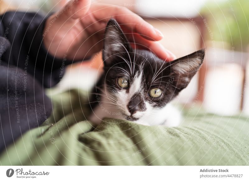 Anonyme Frau, die ein Kätzchen auf einer Bank umarmt Umarmen katzenhaft Tier Haustier charmant interagieren ruhen Besitzer Babykatze Maul Begleiter heimisch