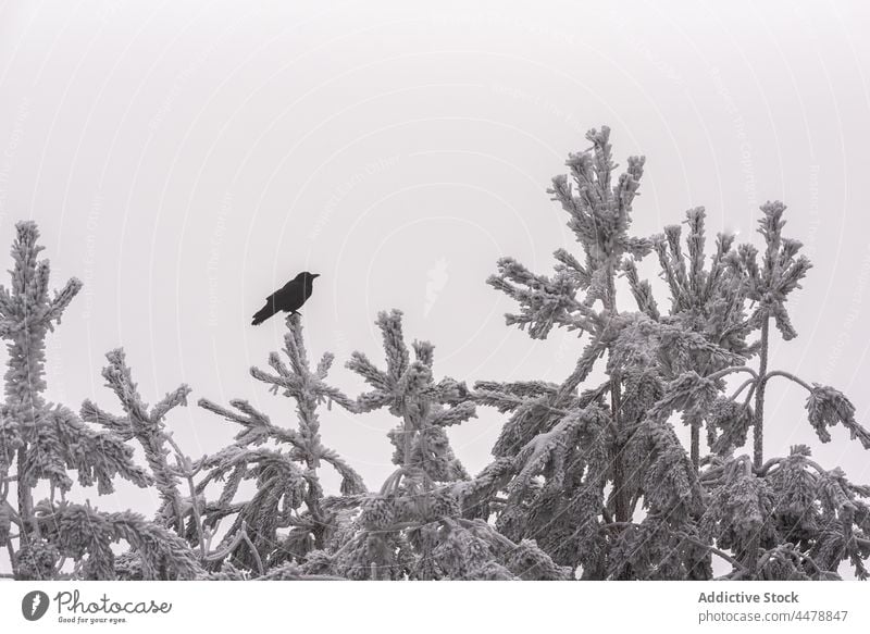 Vogel auf Baum im Winterwald Wald Wälder nadelhaltig Natur Raureif Waldgebiet Ornithologie Lebensraum Kreatur gefroren Umwelt Wetter Immergrün kalt wachsen