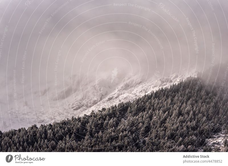 Nebel über winterlichem Nadelwald Wald Baum Wälder Schnee Natur Winter Raureif Waldgebiet nadelhaltig trist Dunst gefroren Umwelt dicht Wetter kalt wachsen