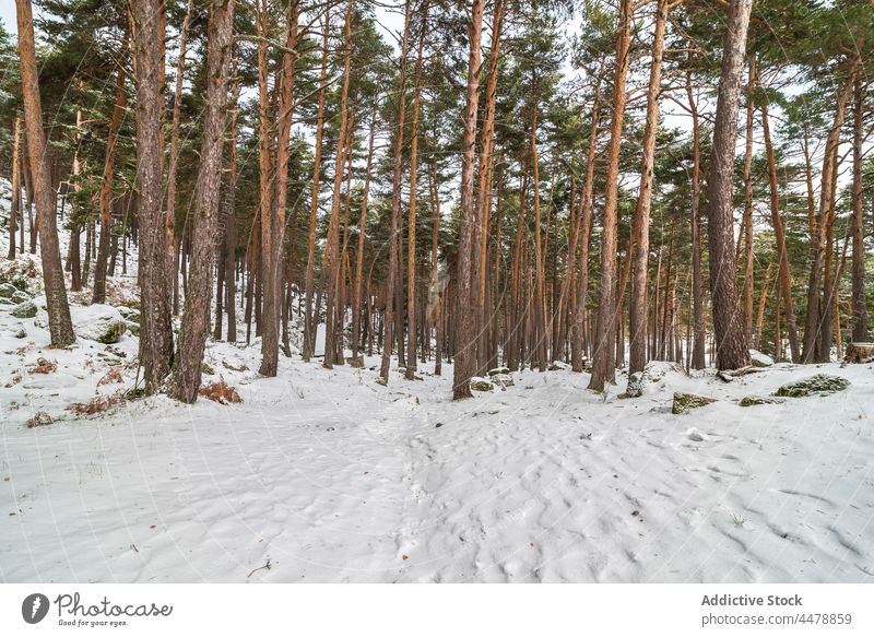 Winterwald mit Baumstämmen Wald Wälder Schnee Natur Raureif Waldgebiet gefroren Kofferraum Umwelt dicht Wetter kalt wachsen Pflanze Reim sierra de guadarrama