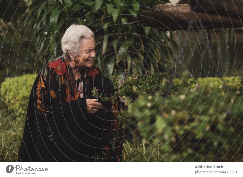 Ältere Frau mit Blumen im Garten älter Lifestyle Senior riechen Blüte in den Ruhestand gehen Blütezeit Aroma Buchse Sommer berühren Flora Pflanze geblümt