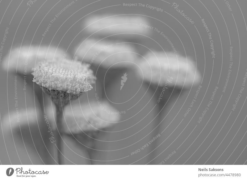 Blühender Rainfarn (Tanacetum vulgare). Grau und weiß verschwommene Nahaufnahme. Hintergrund schön Schönheit bitter Blütezeit Überstrahlung blau Botanik hell