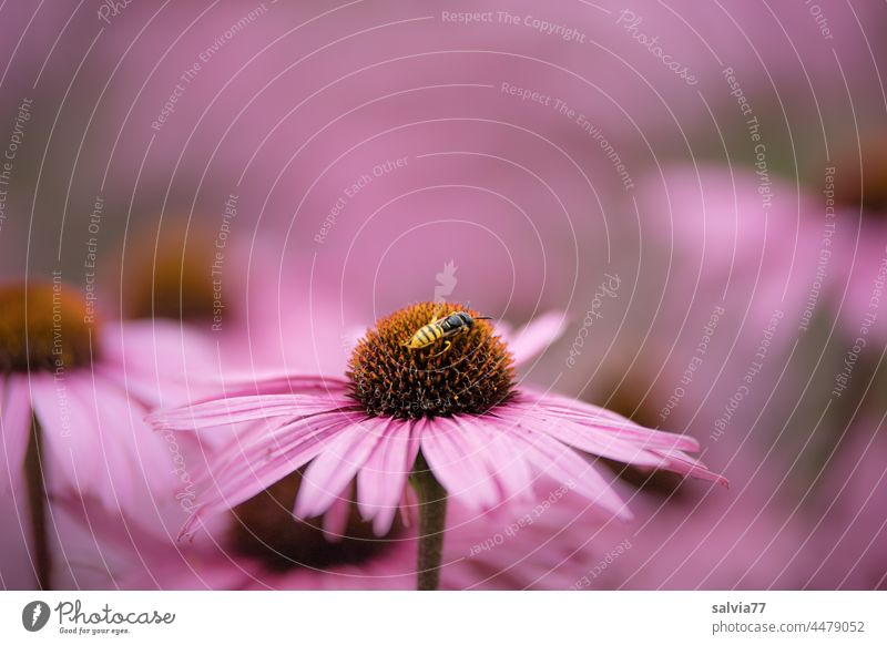 Blütenparadies Sonnenhut Echinacea Purpurea Purpur Sonnenhut Roter Sonnenhut Heilpflanzen Blume rosa Alternativmedizin Sommer Blühend Pflanze Garten