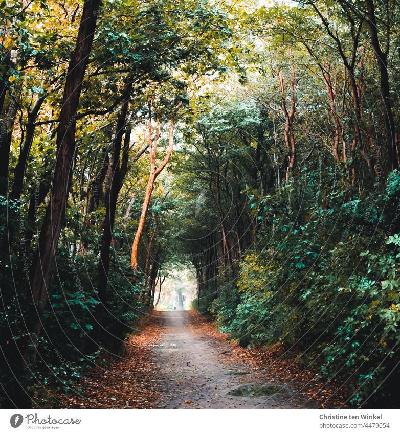 Herbstlicher Waldweg nach dem Regen. Blick wie durch einen Tunnel in helles diesiges Licht in der Ferne. Ganz klein und unscharf ist die Silhouette eines Wanderers zu sehen.