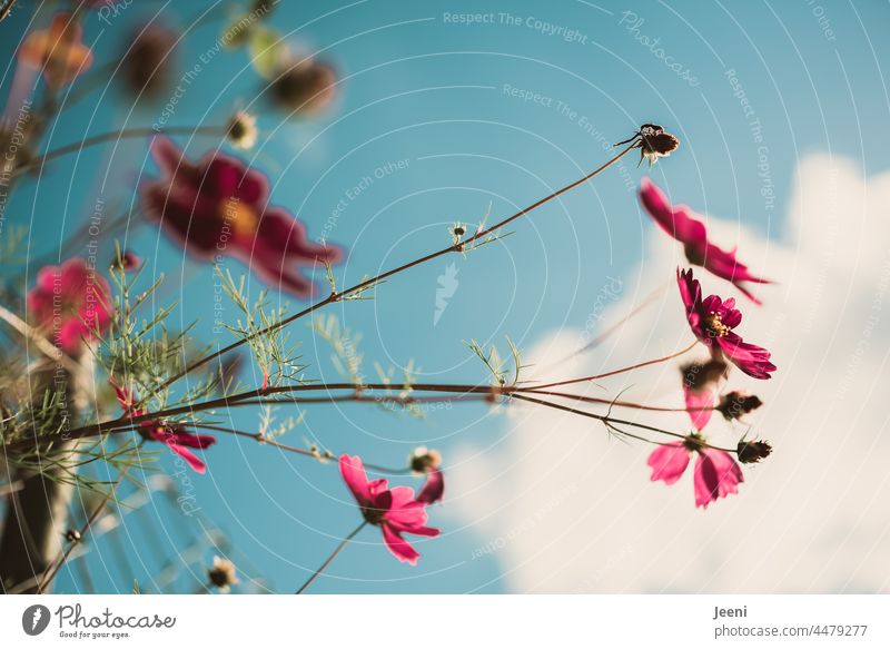 Ein kleiner Blumengruß bei Sonnenschein Blüte Blühend Pflanze Sommer Blumenwiese Garten natürlich grün pink rosa schön Blüten zart Froschperspektive Himmel